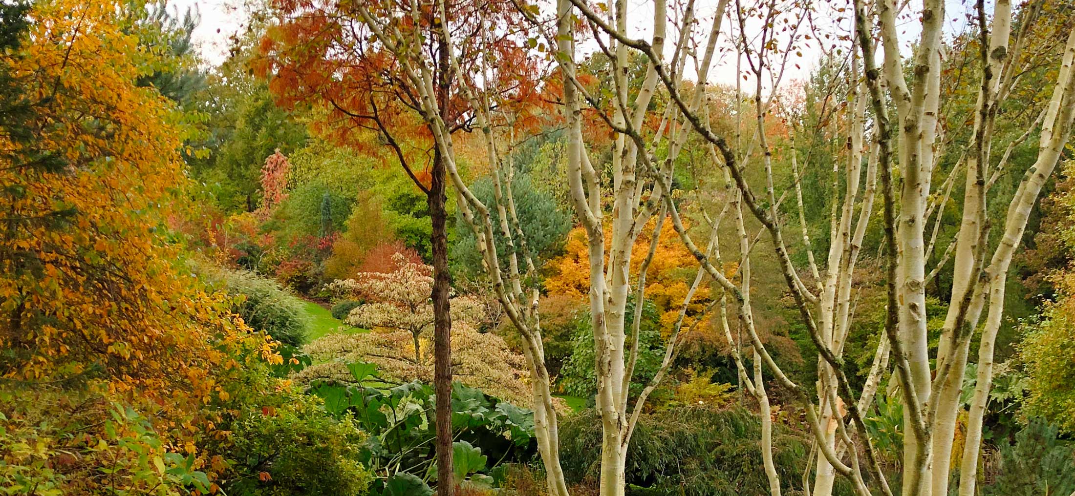 ©Dantec Etang de Launay - Botaniques de Varengeville
