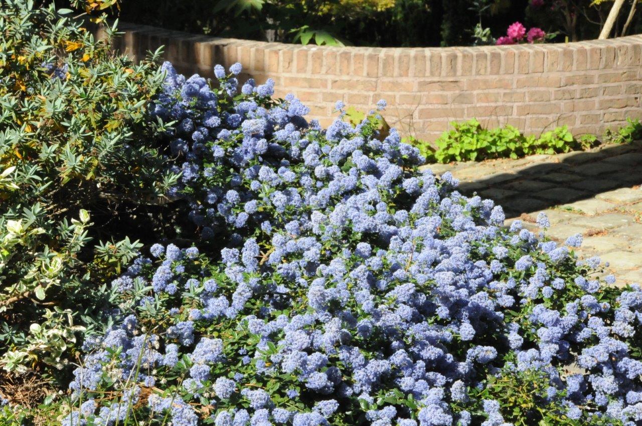 Le Jardin Bleu
