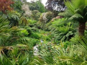 Scene Dicksonia, Cordyline (2)Michael-Le-Bret