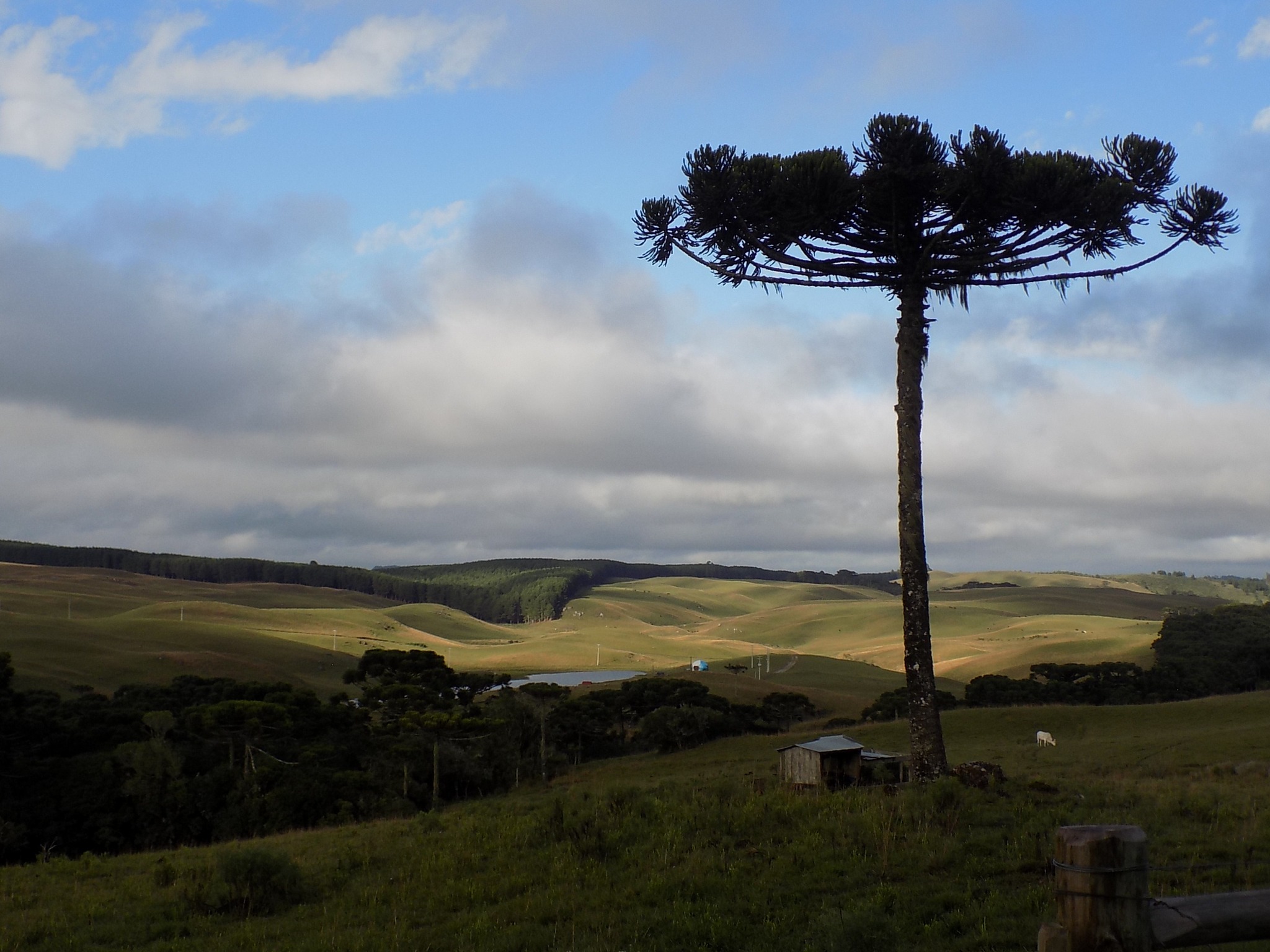 araucaria angustifolia 260325