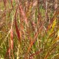 Le Jardin d’Herbes