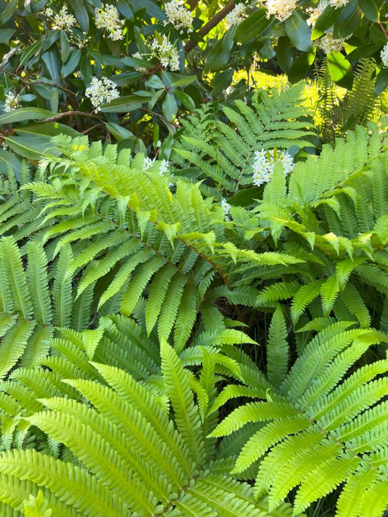 ©Jardin_d'Alexandre_Botaniquesvarengeville_2025_IMG_3060