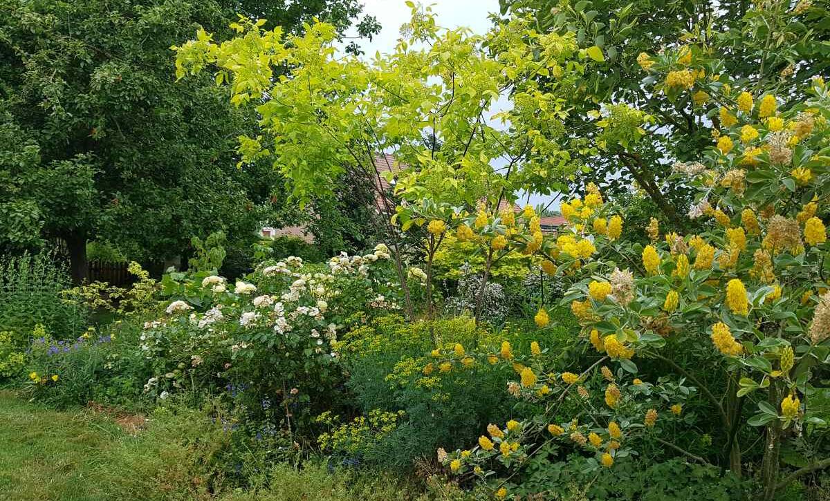 AD_Argyrocytisus-battandieri+Ptelea+Tilia-henryana20230618_172402
