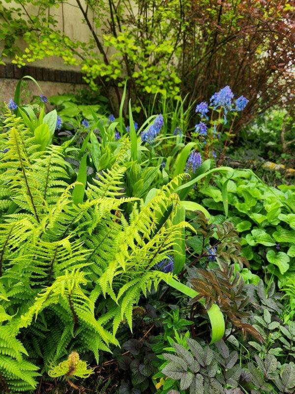 AD_Dryopteris-stewartii+Corydalis