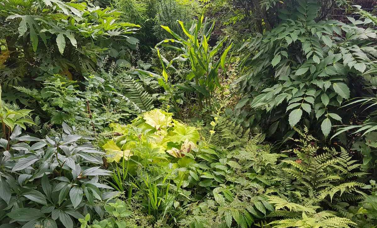 AD_Scene-exotique_Athyrium+Mahonia+Elatostemma+Fatsia+Hedychium20220702_161835