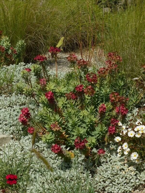 AD_Scene_Euphorbia+Cistus+Tanacetum