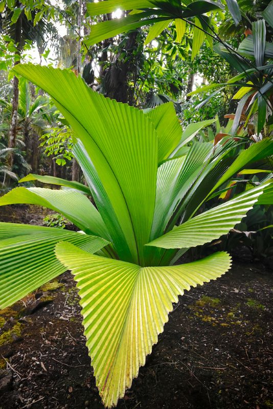 Johannesteijsmannia perakensis ©Cédric Pollet