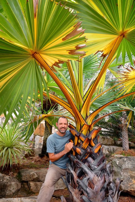 Borassus flabellifer variegata© Cédric Pollet