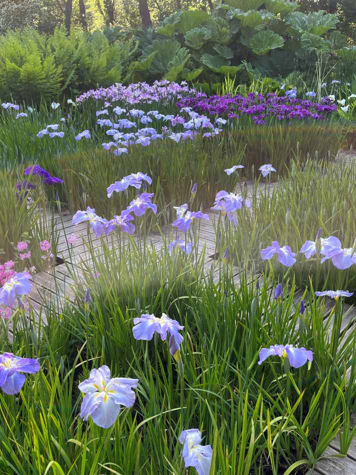 Jardin d'Iris en juin_botaniques2026
