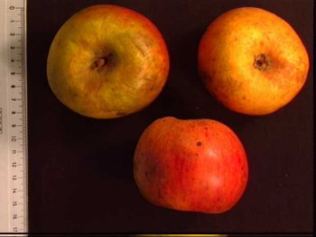 Pomme Benedictin 2 APHN_Botaniques_de_Varengeville_2026