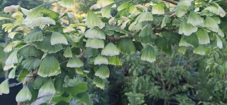 Cette photo 1) Photo J.P. Misson - Ginkgo biloba 'Snow Cloud'.jpg, a été réduite de 93.29 % le Dimanche 21 Juin 2026 à 16:06 par Emjysoft Photo Réducteur v6.2 à télécharger sur https://www.emjysoft.com/