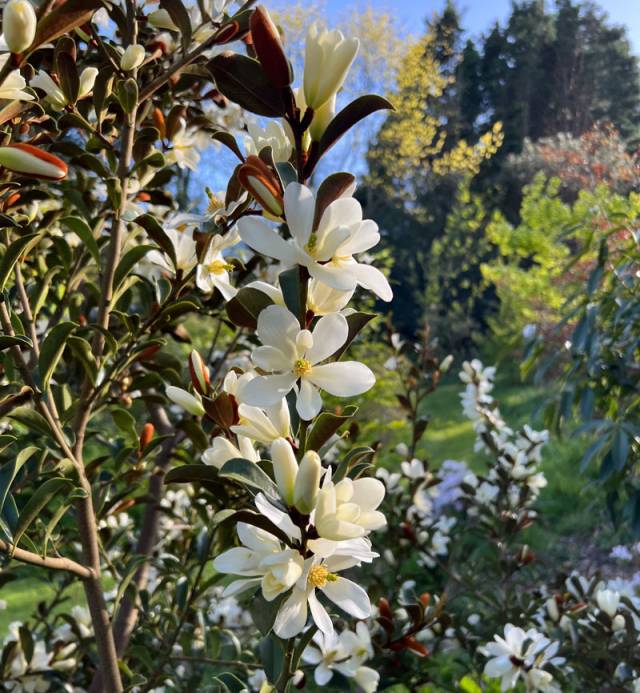 IMG_0010-Magnolia IMG_0010-Magnolia